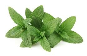 Image result for peppermint essential oil