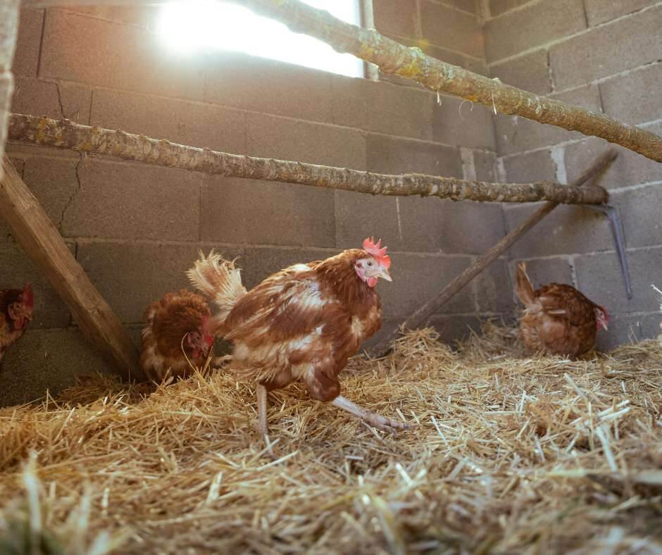 Winter chickens