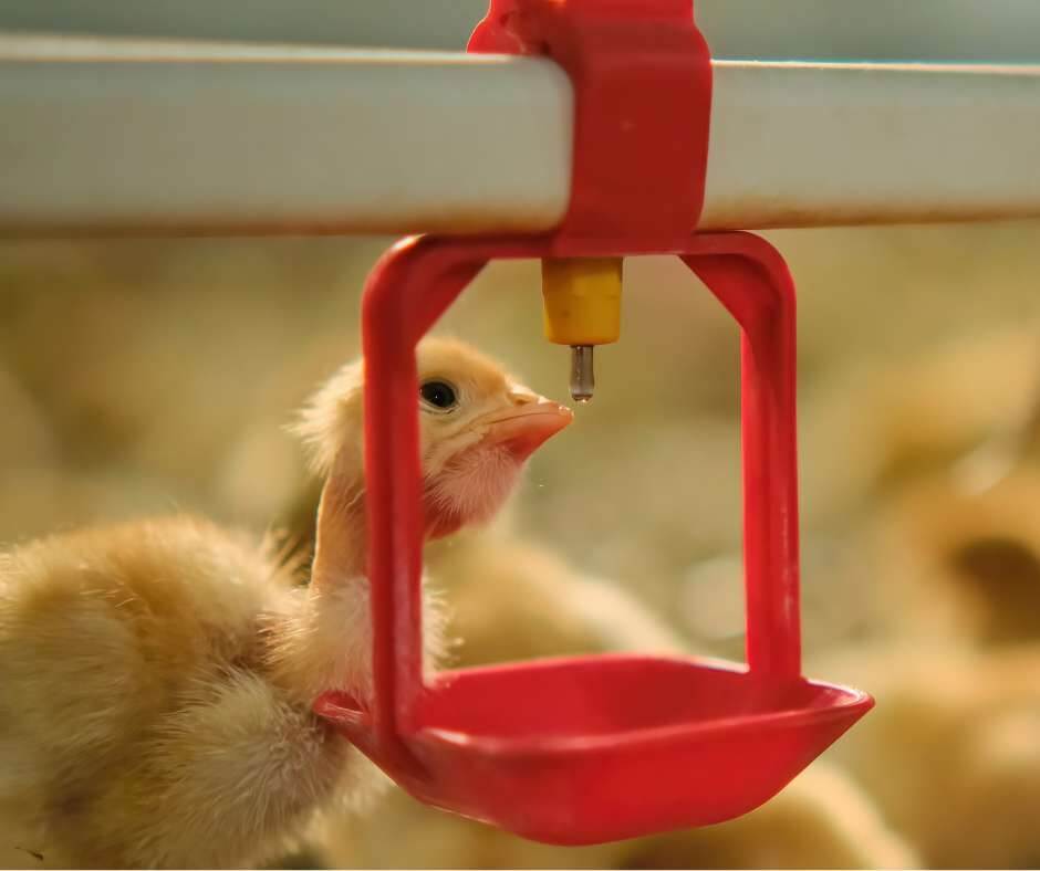 Summer chickens