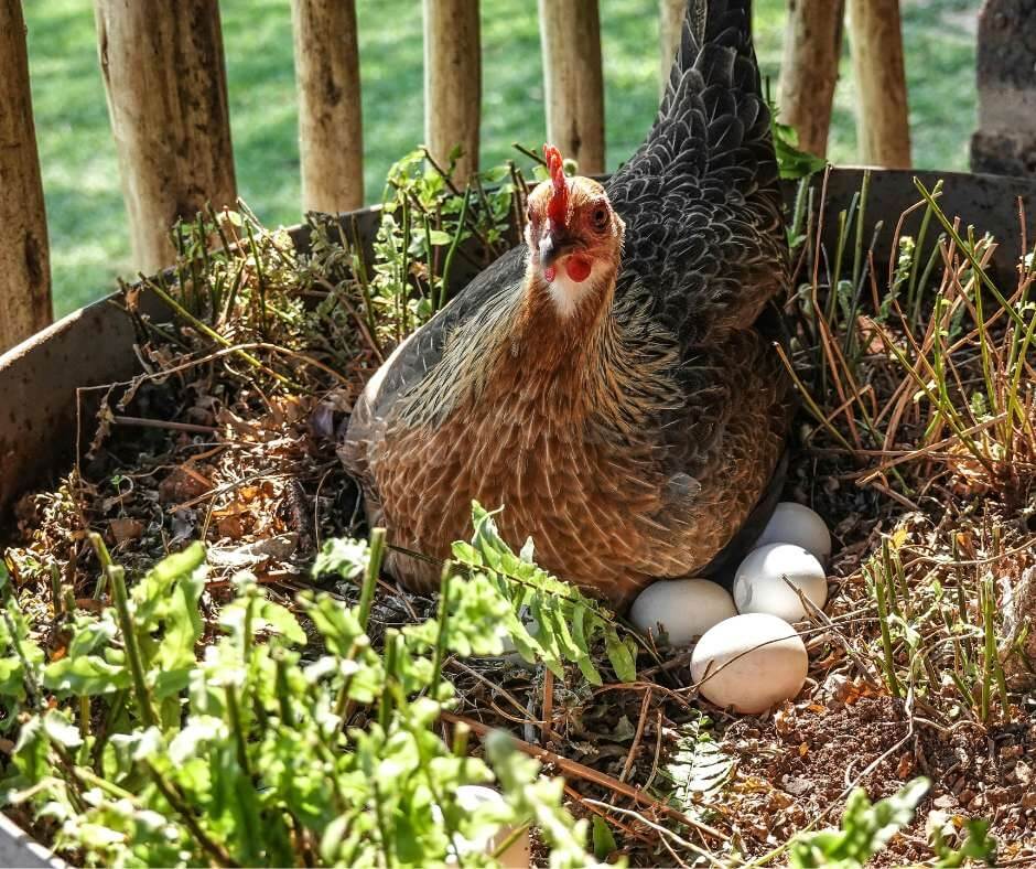 Spring on the farm