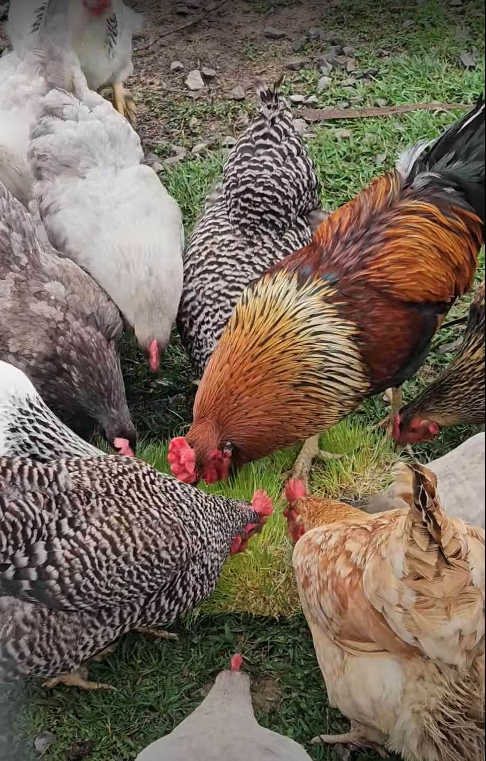 Flock at Triple H Farm