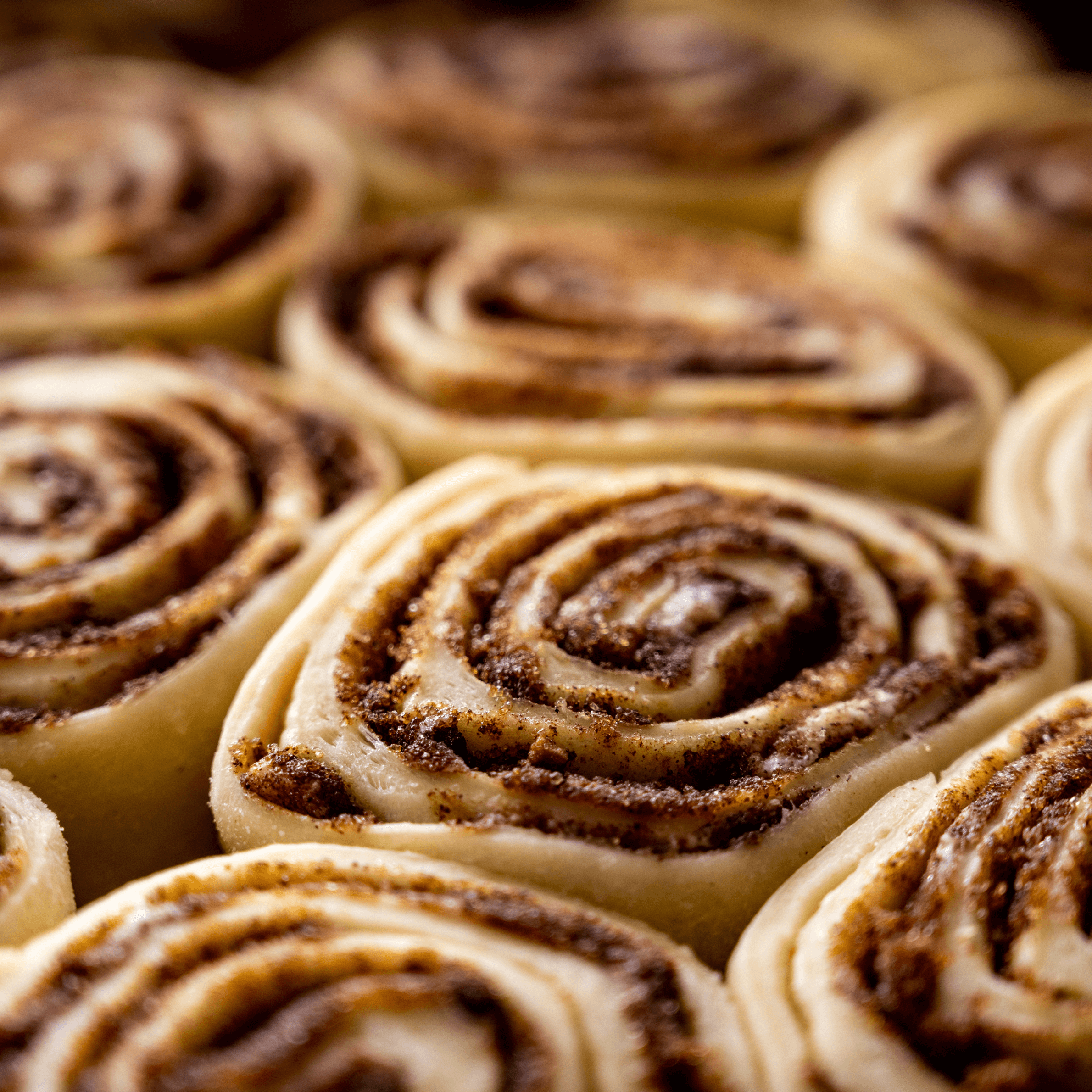 Fresh baked sourdough rolls