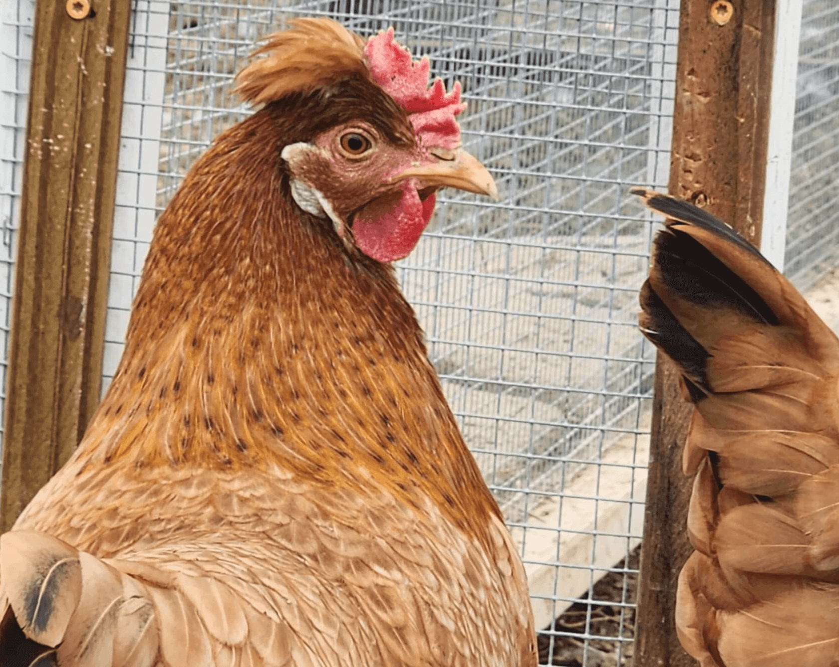Natural chicken care