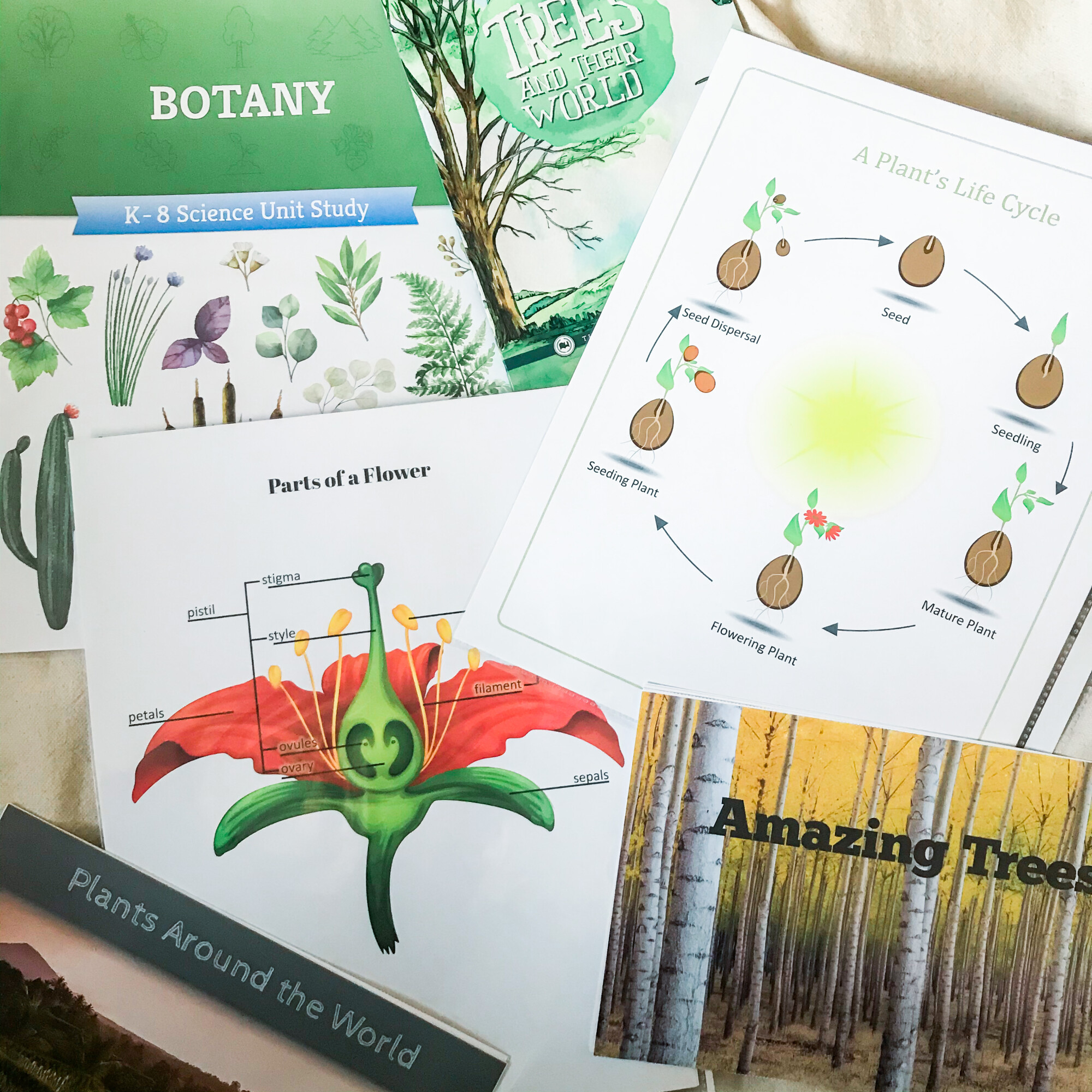 homeschool botany curriculum cover and flower and seed