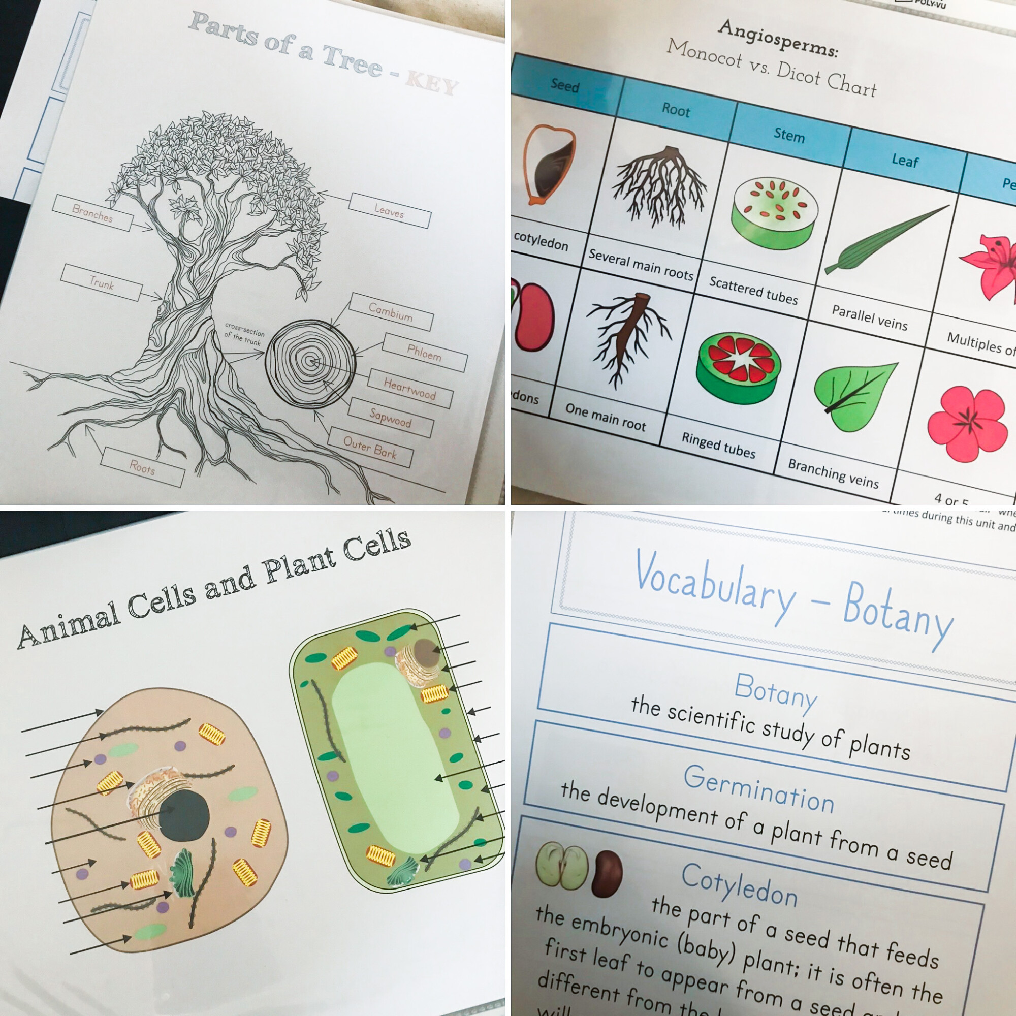 homeschool botany curriculum with examples