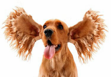 dog ears.jpg