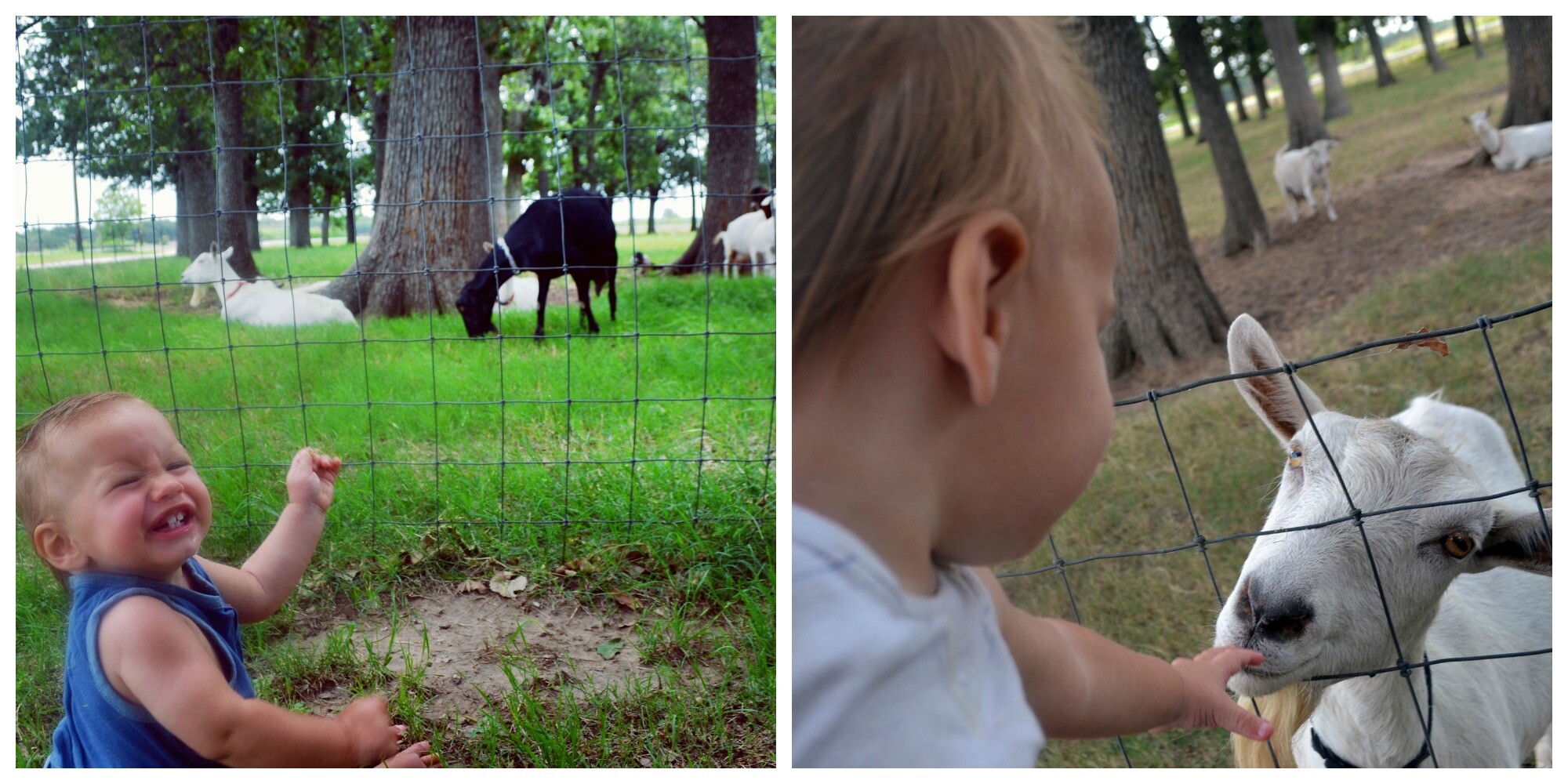 homemade goat milk baby formula for reflux and allergies