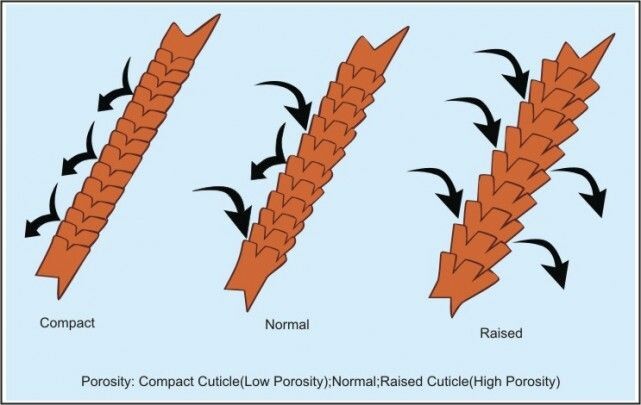 hair porosity for the no poo method