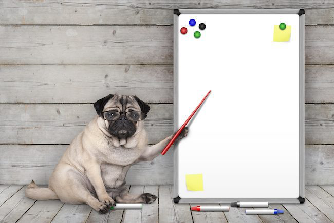 a dog points to a whiteboard