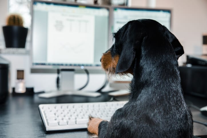 A dog looks at a computer monitor