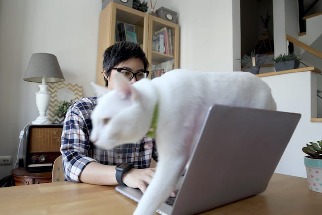 A cat walks over a woman's keyboard