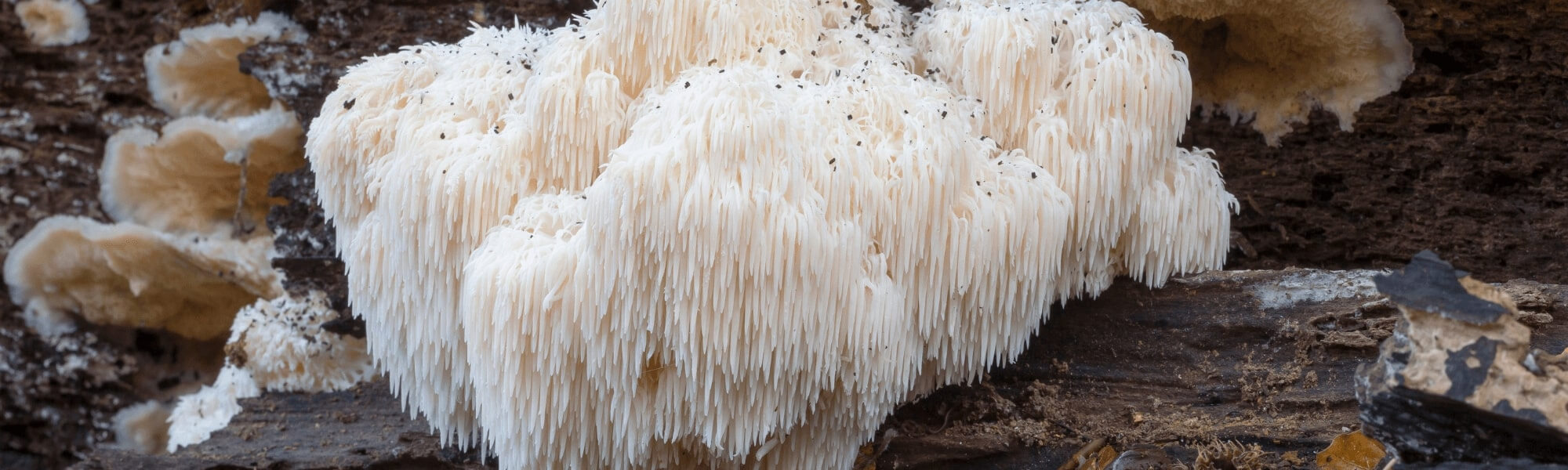 Lion's mane mushroom for brain health and stress reduction