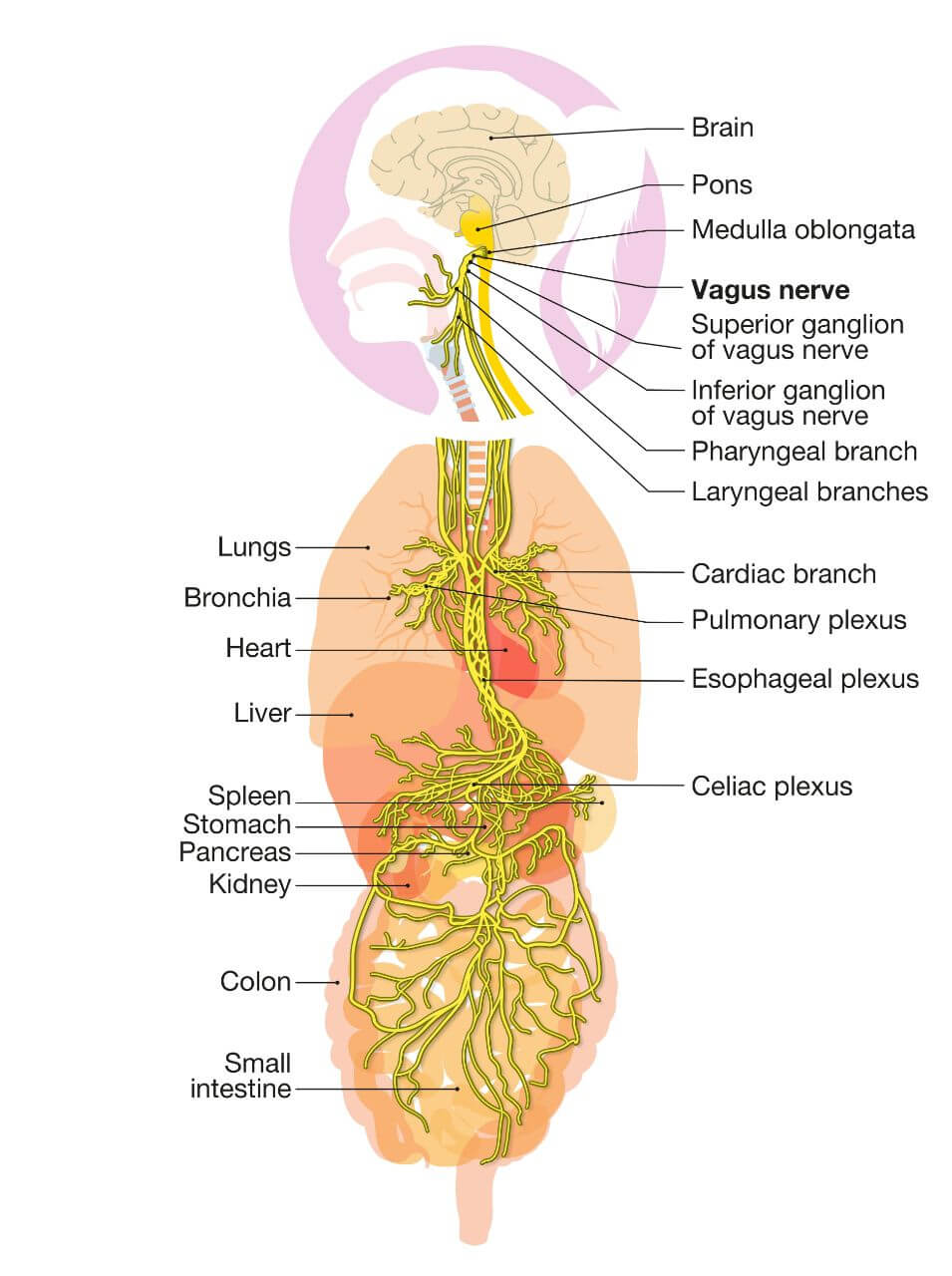  An anatomical illustration highlighting the vagus nerve, the key communication link between the brain and the gut.