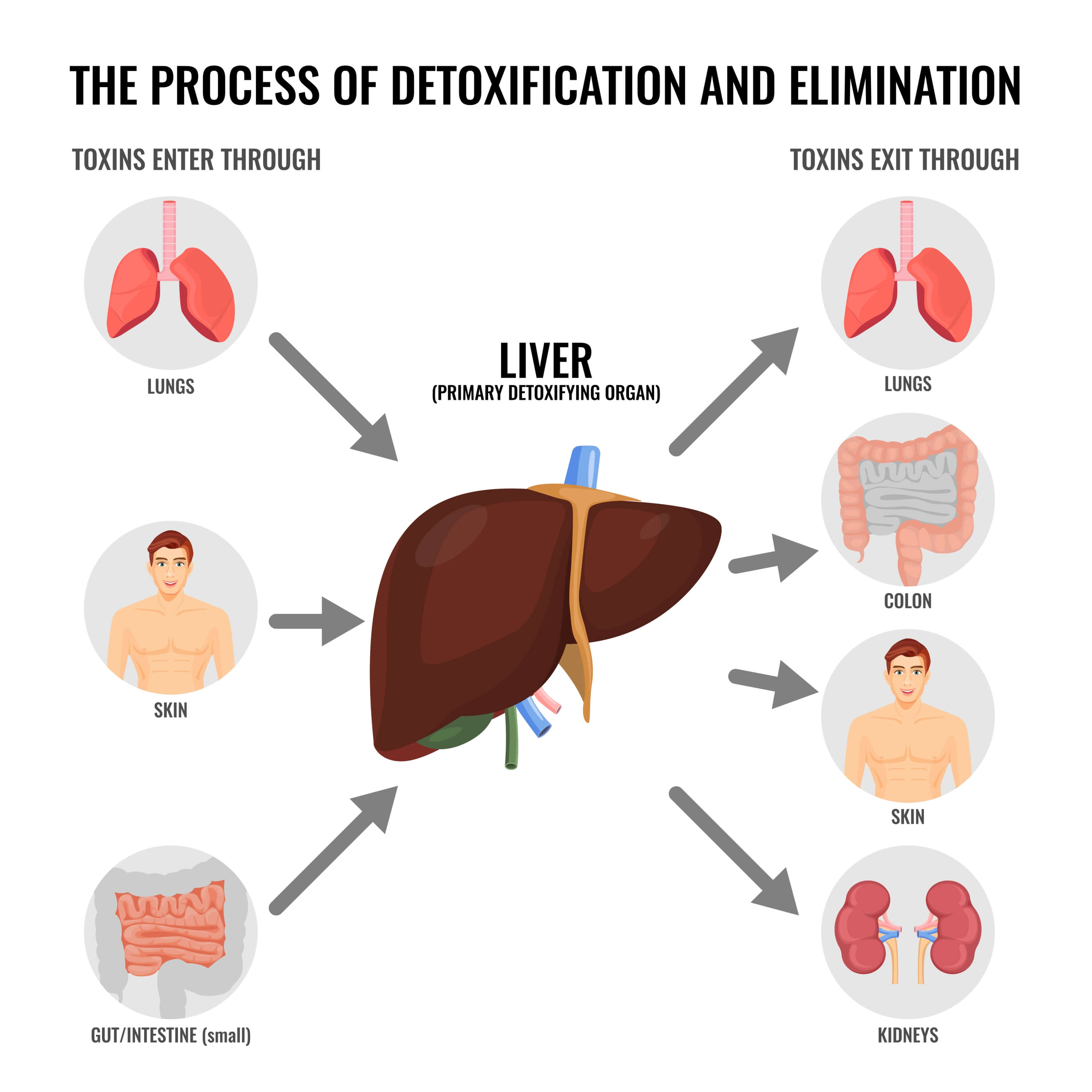  Process of detoxification and elimination
