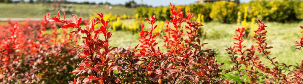  Barberry plant, a natural source of berberine, with bright yellow stems and green leaves.