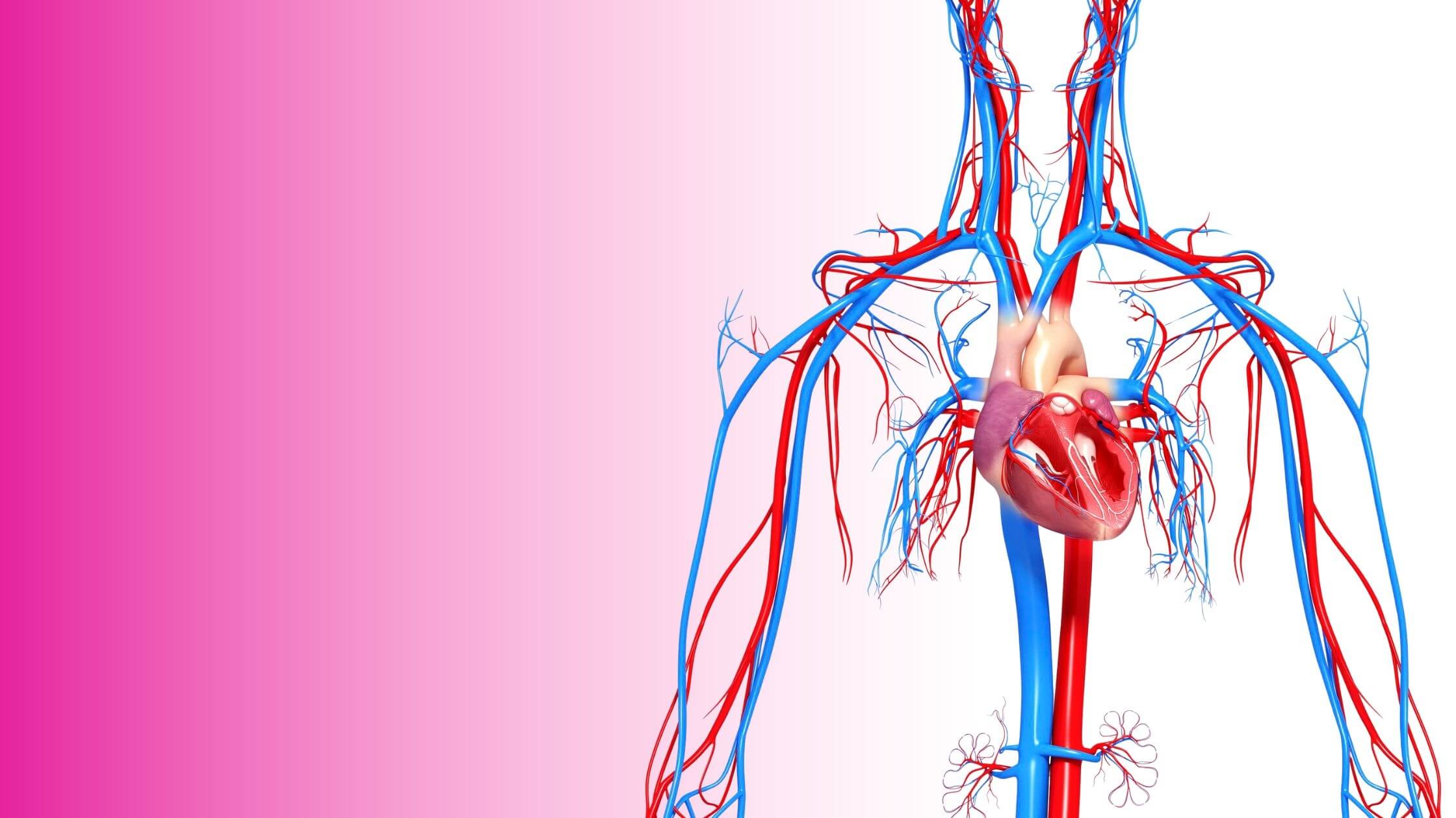 healthy heart with flowing blood vessels and vibrant colors, symbolizing vitality and vascular health