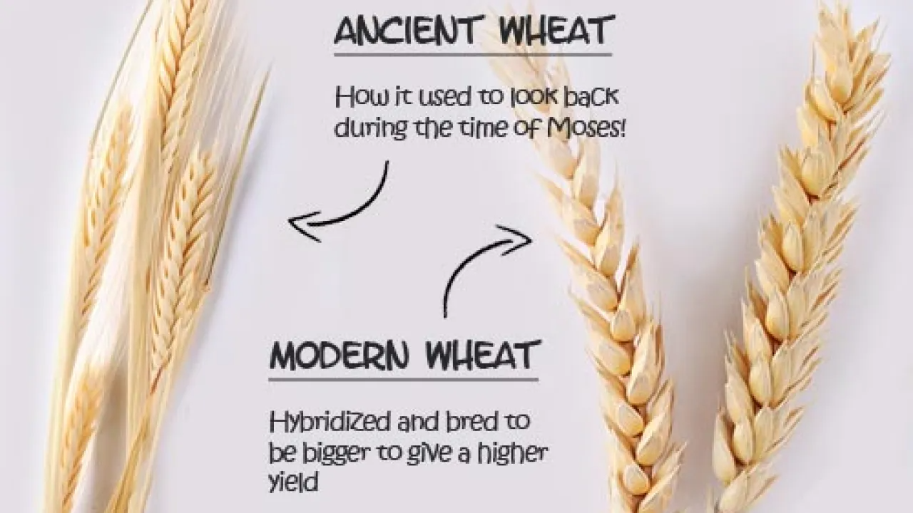 Image result for ancient wheat vs modern wheat