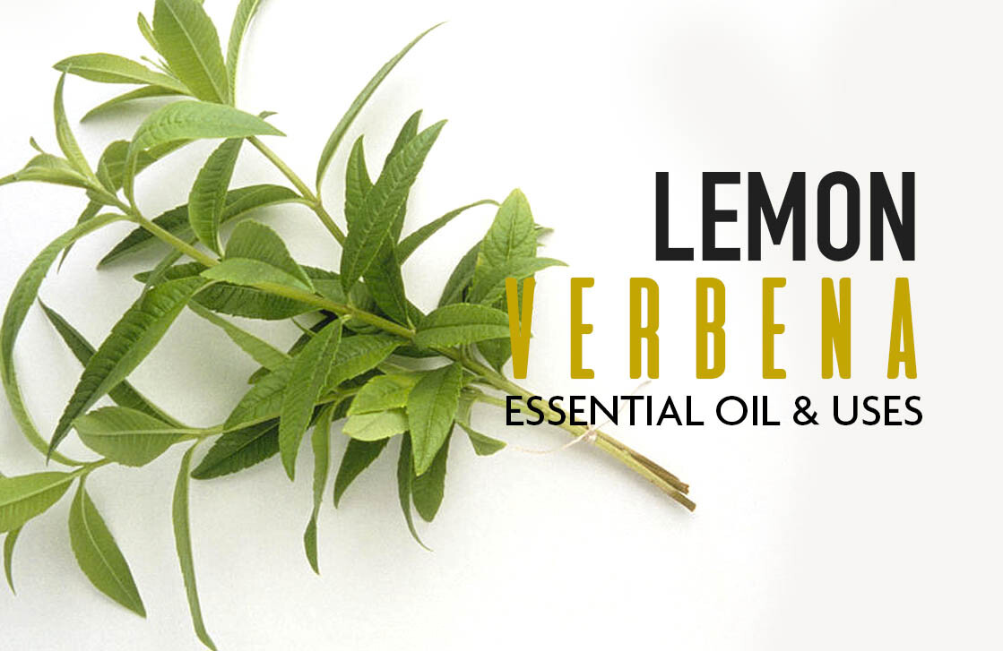 All About Lemon Verbena - Recipes with Essential Oils