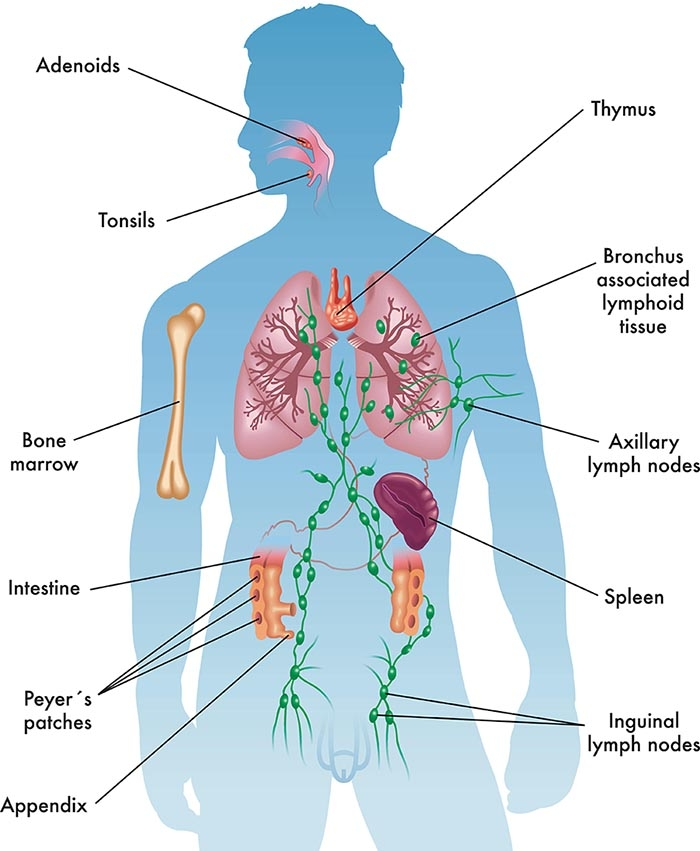 Image result for human immune system organs