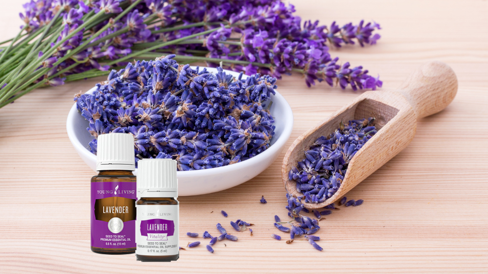 A bottle of Young Living lavender essential oil and one of lavender vitality oil in front of a bowl and scoop of dried lavender and cut lavender