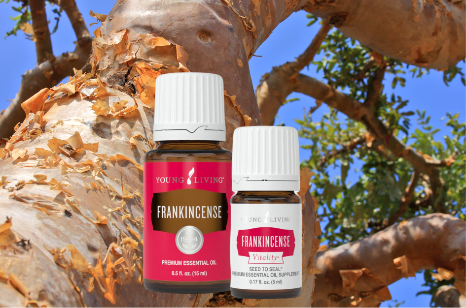 Bottle of Young Living Frankincense and Frankincense vitality oils superimposed over a close up of the bark of a frankincense tree for post Top 3 ways we use frankincense essentail oil PLUS bonus ideas