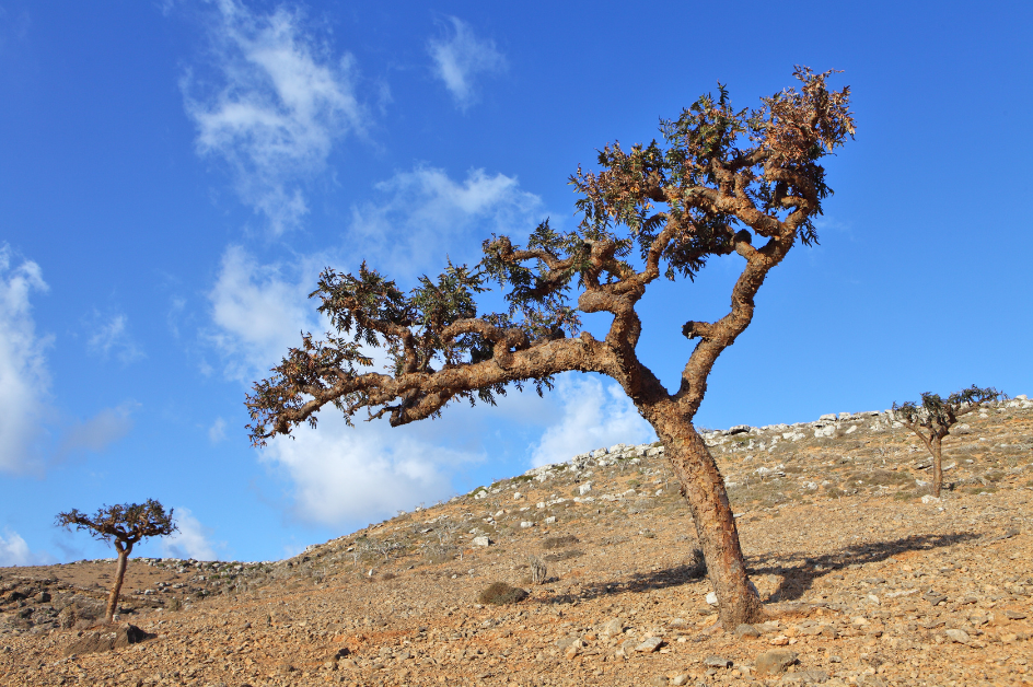 Frankincense trees on a hillside for post titled Top 3 Ways We Use Frankincense Essential Oil PLUS Bonus ideas!