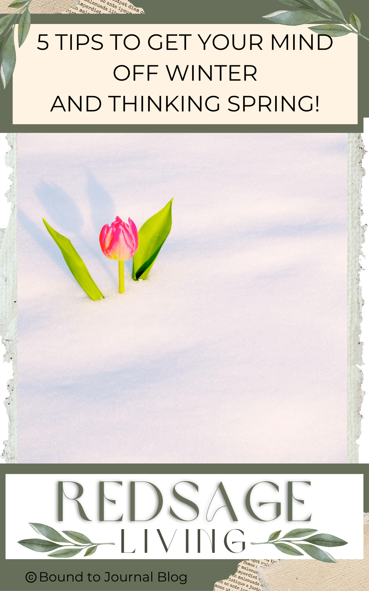 A red-orange tulip blooming through a layer of snow for post titled 5 Tips to Get Your Mind Off Winter and Thinking Spring! 