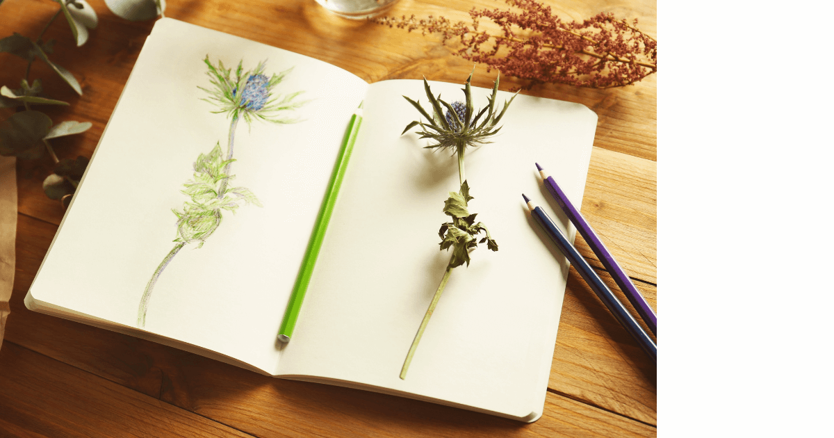 plant laying on a garden journal next to a drawing of that plant and 3 colored pencils for post titled Top 5 Reasons for Creating a Garden Journal 