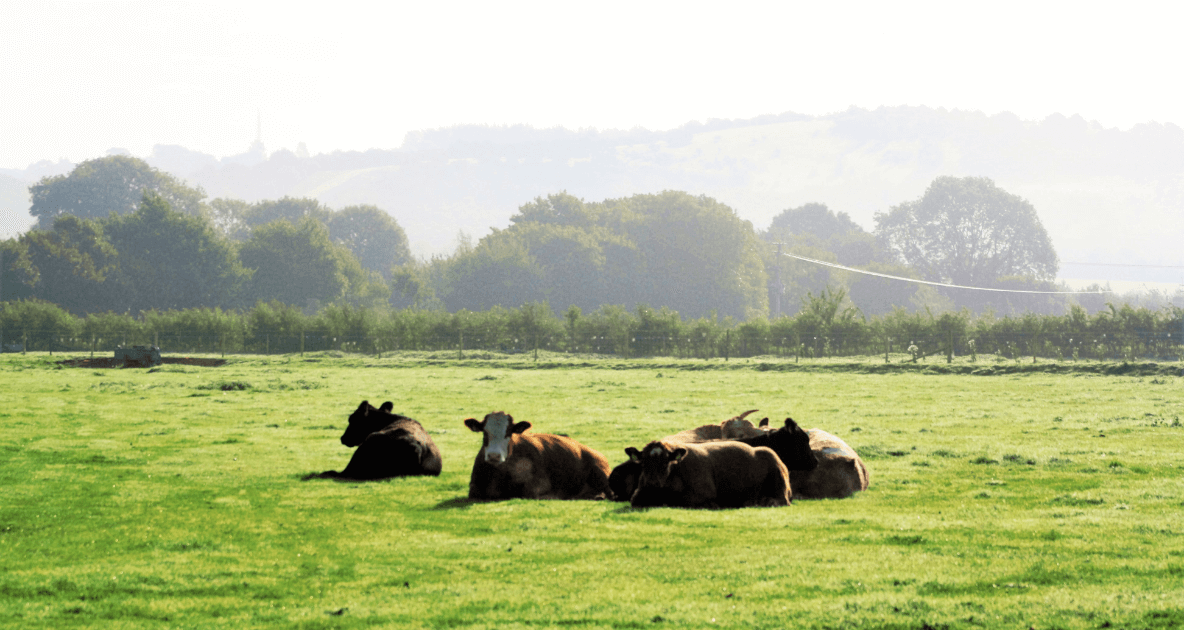 cows laying down in the green pasture for post titled Let Weather Folklore Inspire Your Journal Entries