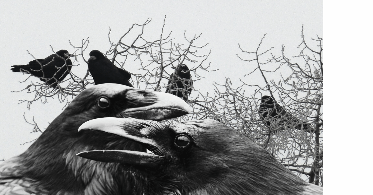 black crows up close and in trees for post titled Let Weather Folklore Inspire Your Journal Entries