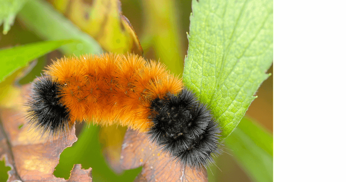 Fuzzy catapillar on leaf for post titled Let Weather Folklore Inspire Your Journal Entries