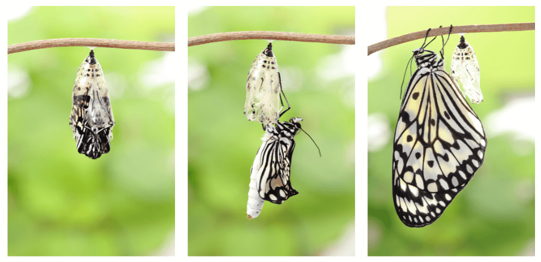 three images of the stages of a butterfly opening from a cacoon to full emersion for post titled 6 Spring Journal Prompt Themes for New Beginnings