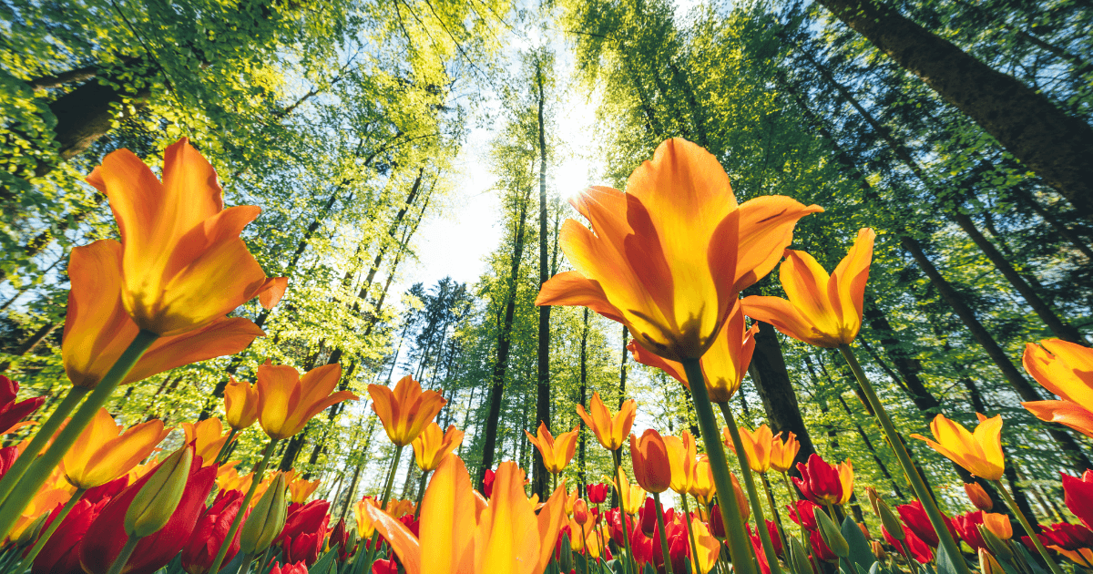 Low shot looking up at bright orange and red tulips in front of tall pine trees for post titled 6 Spring Journal Prompt Themes for New Beginnings