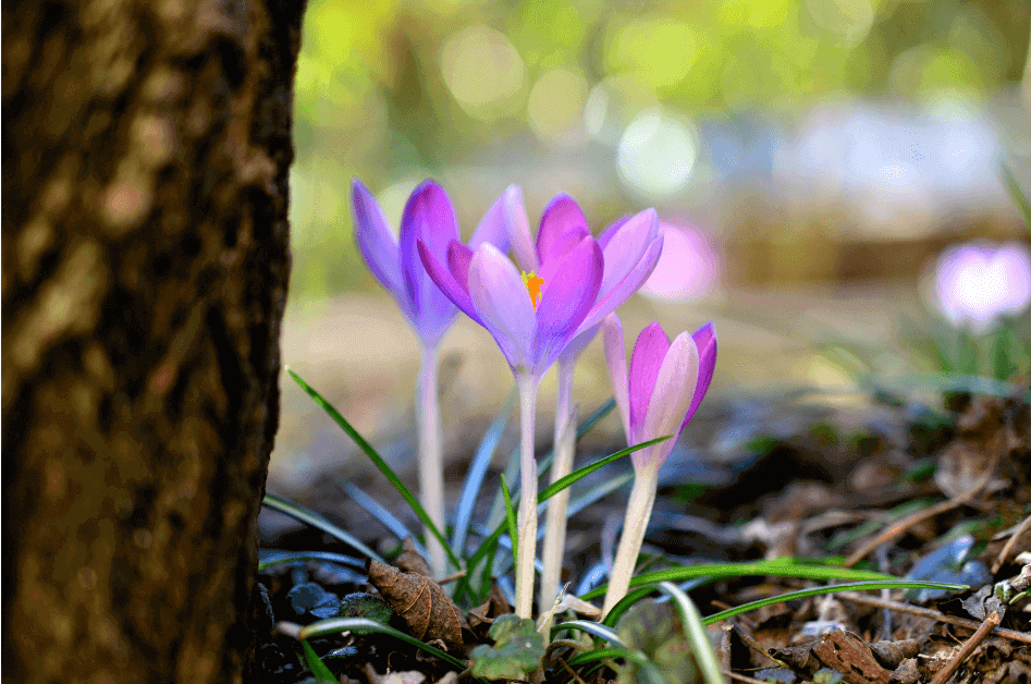 Lavender fusia crocuses blooming next to a tree for post titled 6 Spring Journal Prompt Themes for New Beginnings