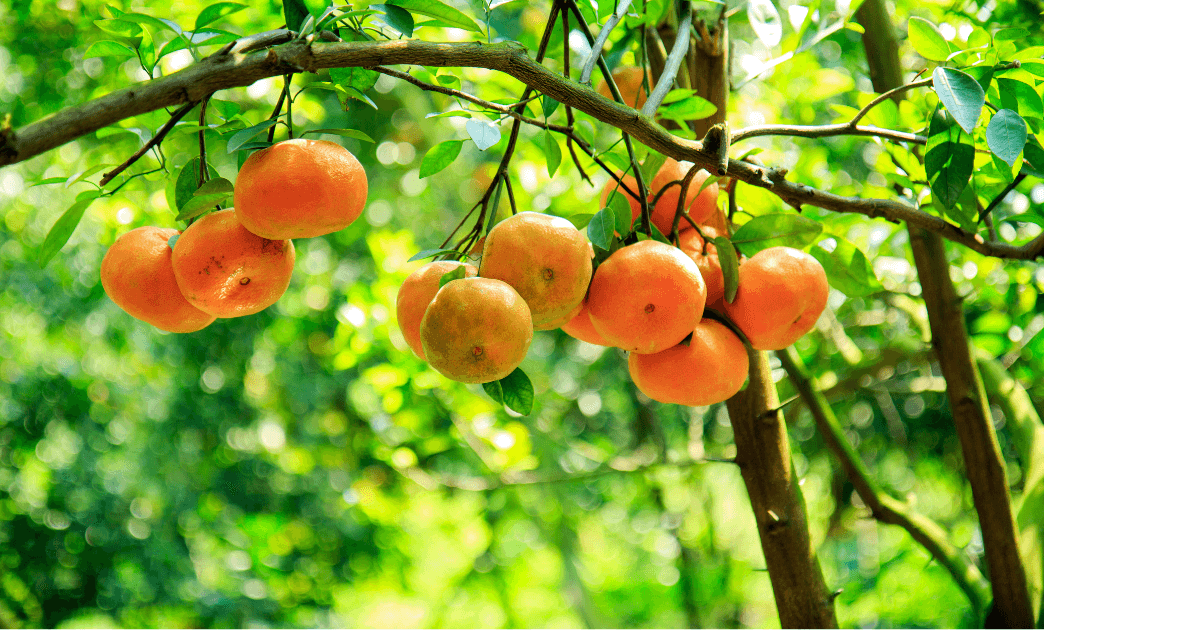 Ripe oranges hanging from a tree in an orchard for a blog post titled Summer Aromatherapy: 5 Diffuser Recipes