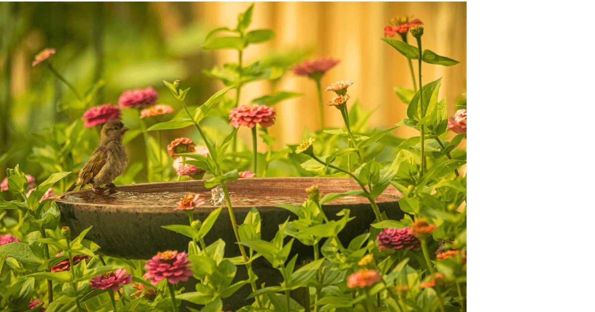 A bird sits calmly on the edge of a bird bath in the middle of beautiful red and coral colored flowers bloom all around him for a blog post titled Summer Aromatherapy: 5 Diffuser Recipes
