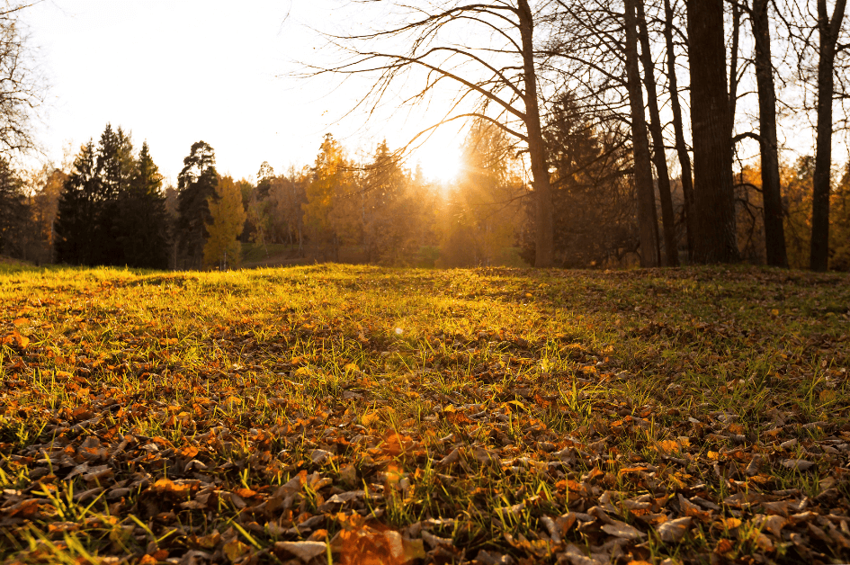 Sunset in the bare trees with fall leaves on the ground or a Bound to Journal blog post titled Fall Aromatherapy: 5 Seasonal Diffuser Recipes 