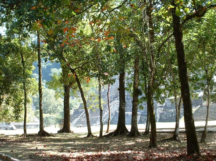  The Temple of Inscriptions peeking through the trees at Palenque for a Bound to Journal blog post titled Never There Long - A Journal Series: The Red Pickup Truck, Part 1 