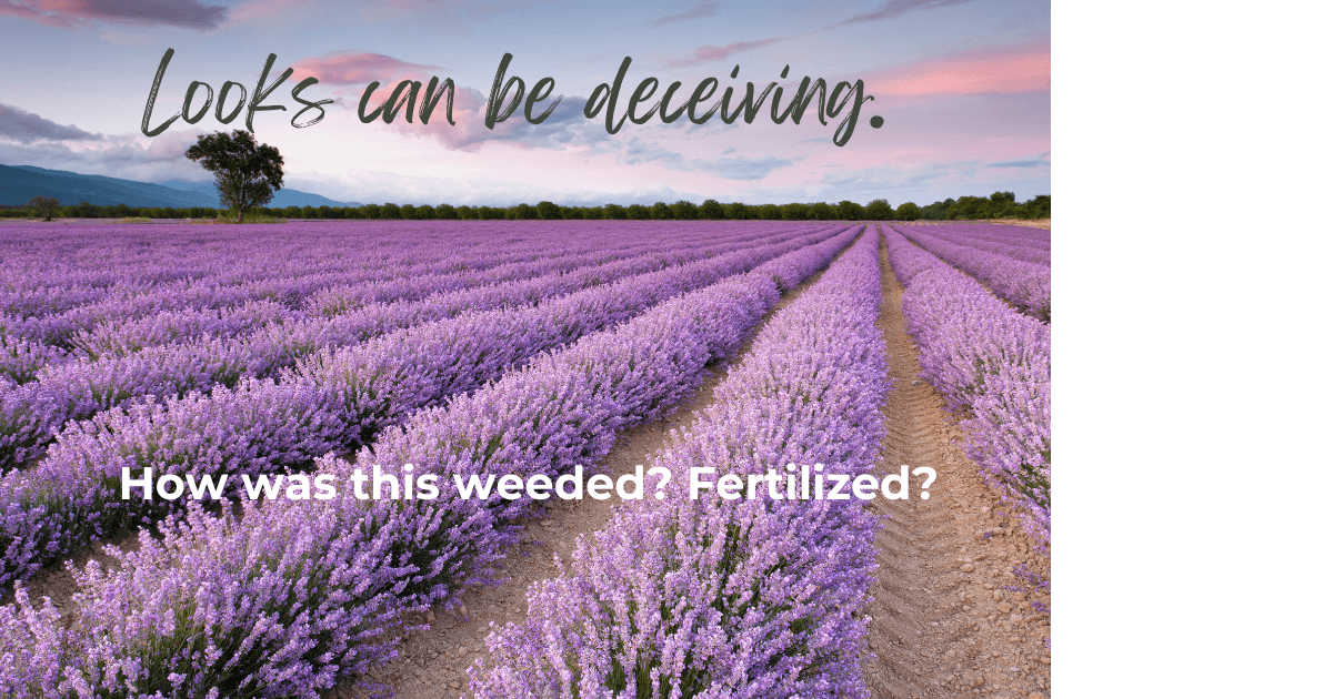  A beautiful lavender field with the words, "looks can be deceiving" and "How was this weeded? Fertilized" superimposed on the image for a Bound to Journal blog post titled Navigating the Essential Oil Labyrinth: Empowering Yourself as a Confident Consumer 