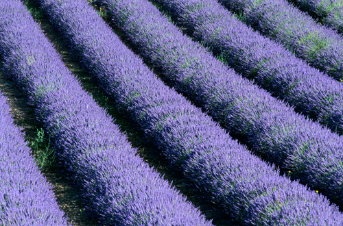 clonal-lavender