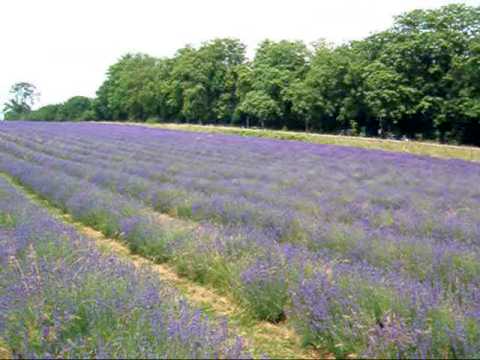 population-lavender