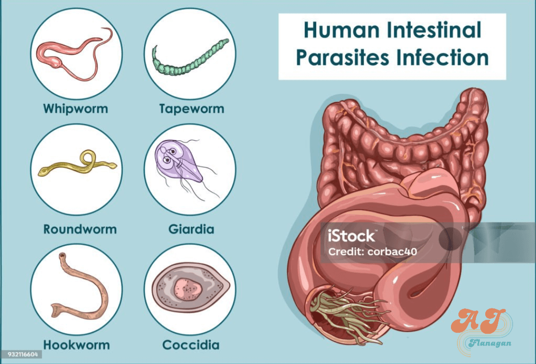 Human intestinal parasites