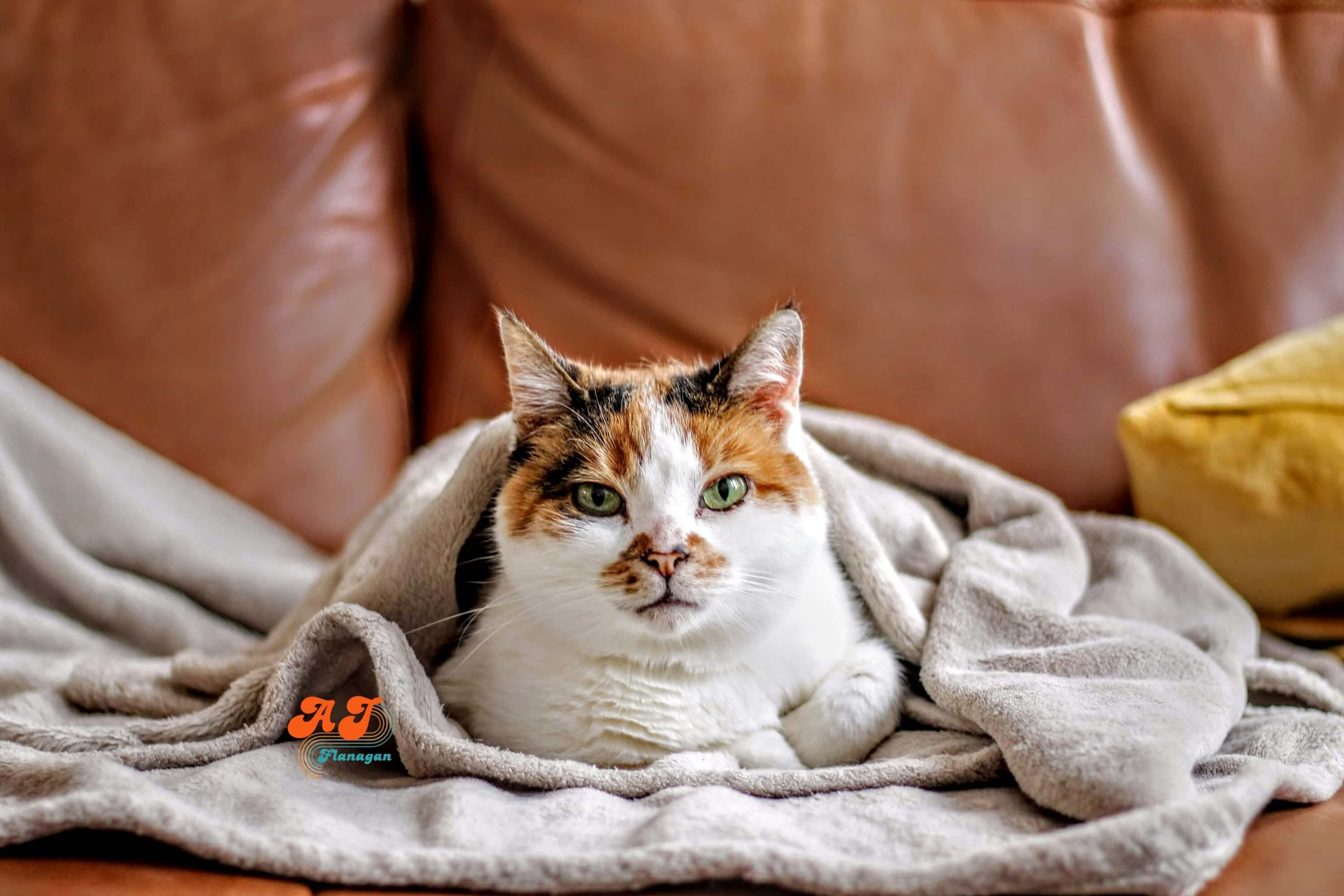 Blankets Belong Folded a Certain Way