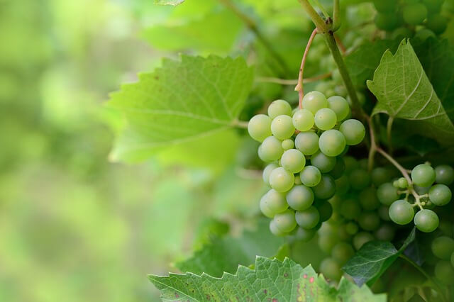 grapes on a vine