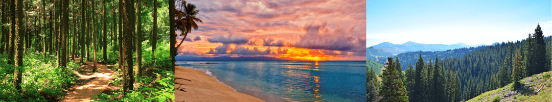  forest beach and mountain scene